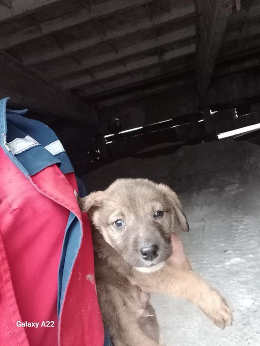 Отдам щенят в заботливые руки