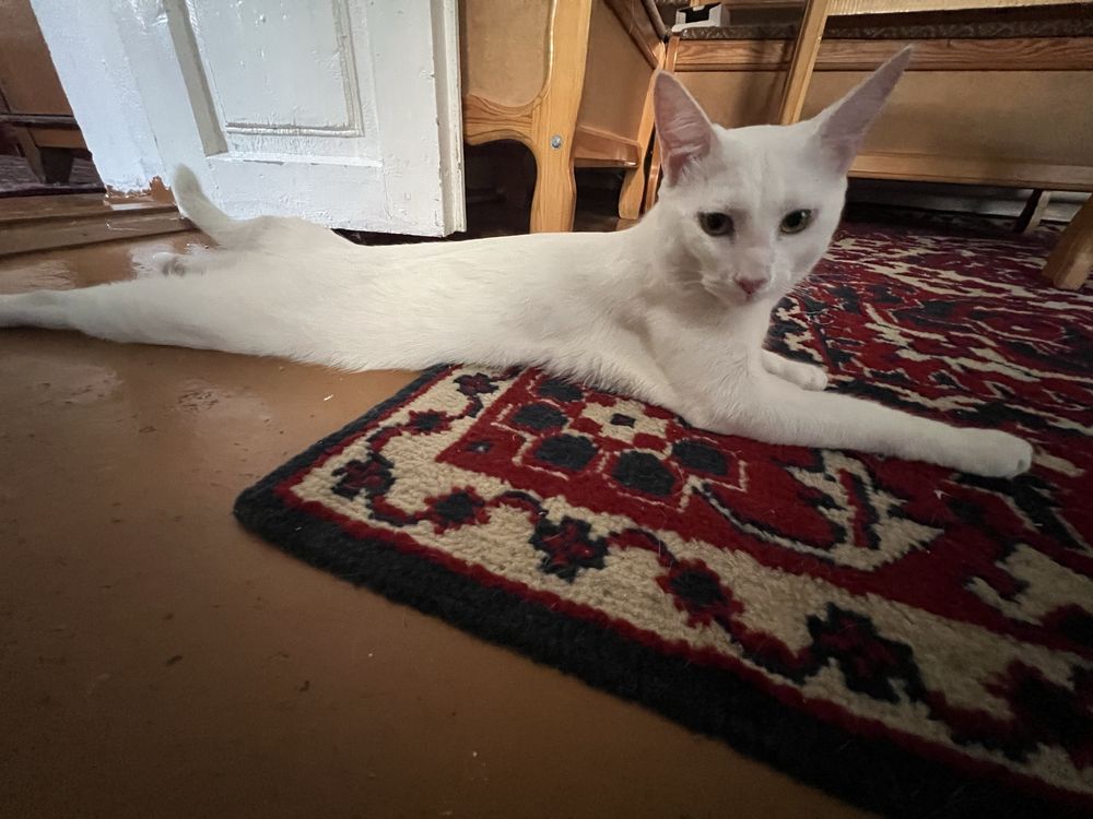 Mushuk 1 yosh ogil бола (кот 1 годик)