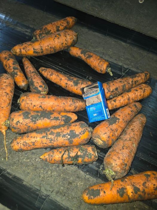 Морковь, в больших объемах