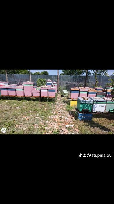 Apicultor vând miere de albine 100% naturala