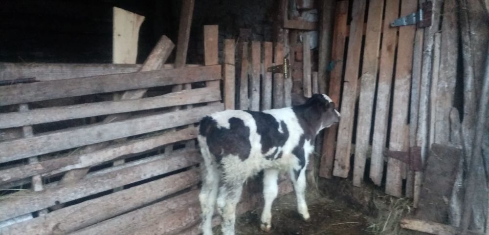 Tauras - Vitel de pus la vaca