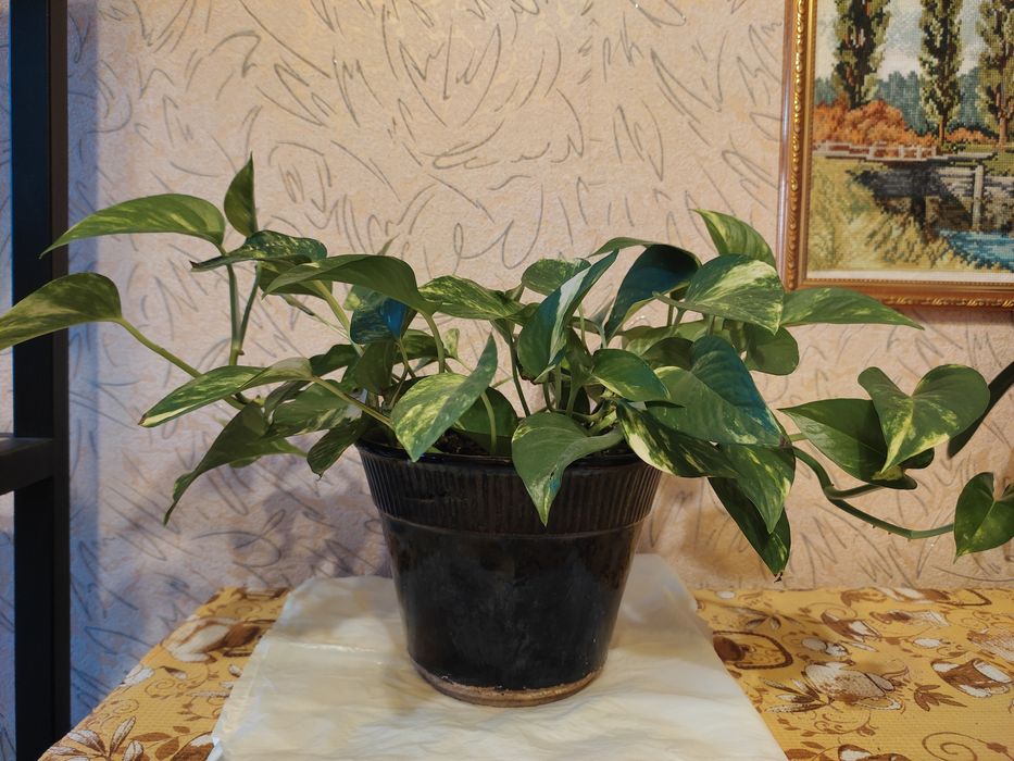 Комнатный цветок сциндапсус