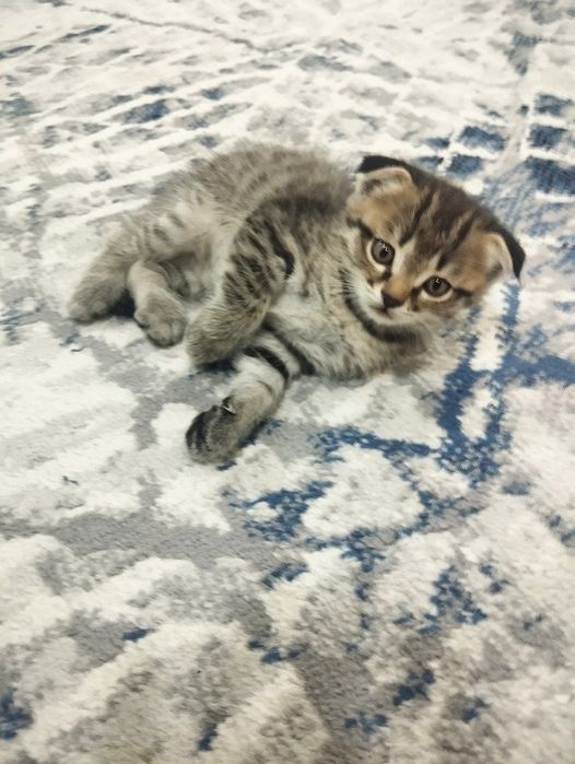 Шотландский вислоухие