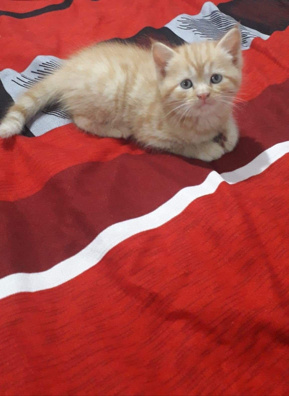 British Shortahir Orange