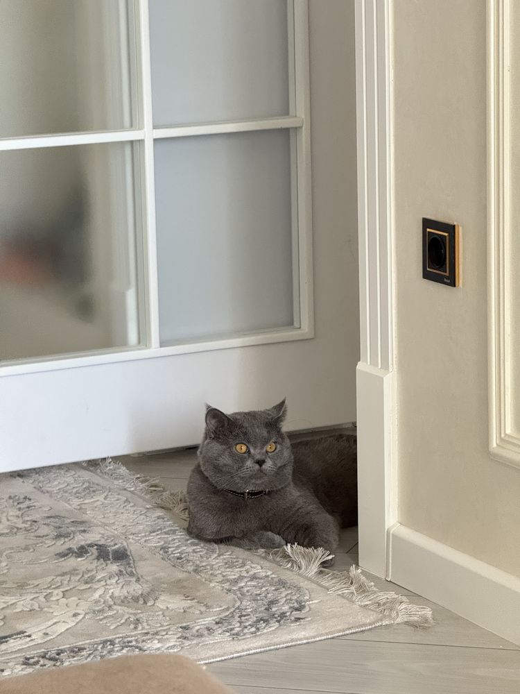 Кот на вязку / Мушук кушилиш учун
