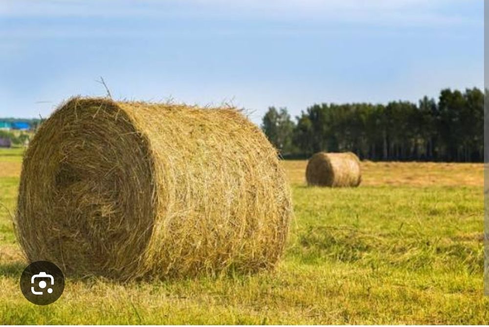 Продам сено Дёшево