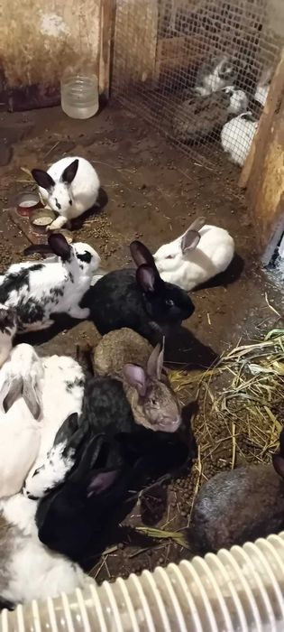 Женски зайци готови за майки