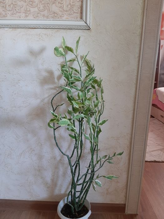 Комнатные цветы, үй гүлдері