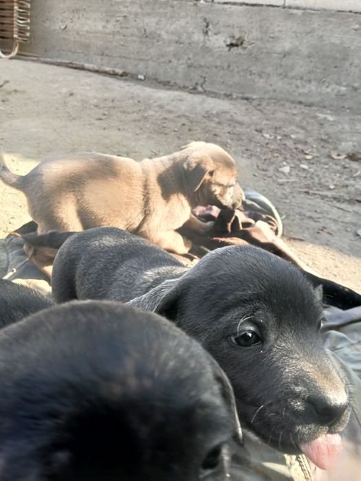 Pitbull bolalari sotiladi