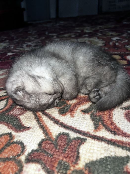 чисто кровный серебристая шиншилла