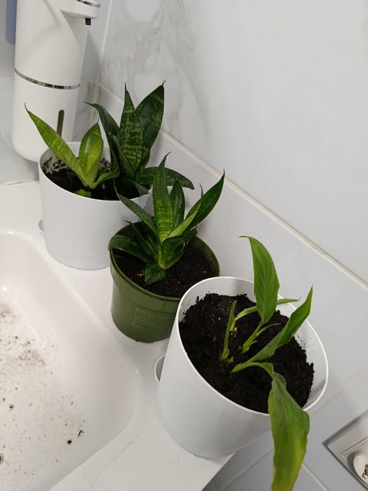 Сансиеверия, спатифиллум( женское счастье)