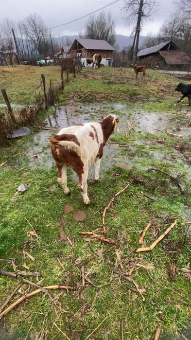 Vând doi vitei si o vitea