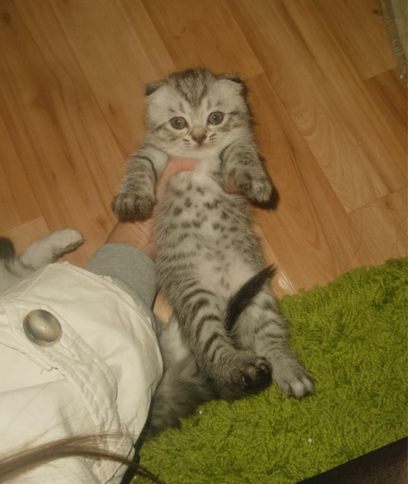 продается породистый котенок