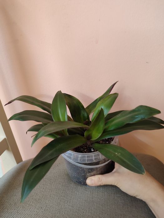 Цветы комнатные недорого, все ухоженные