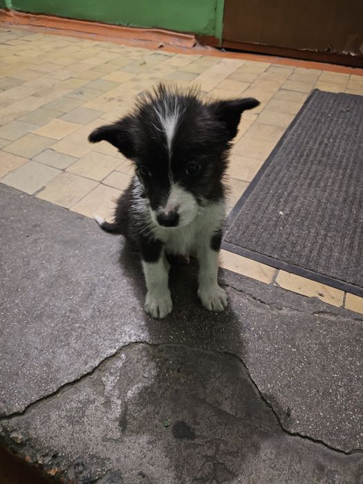 Щенок, мальчик, около 3-4 месяца