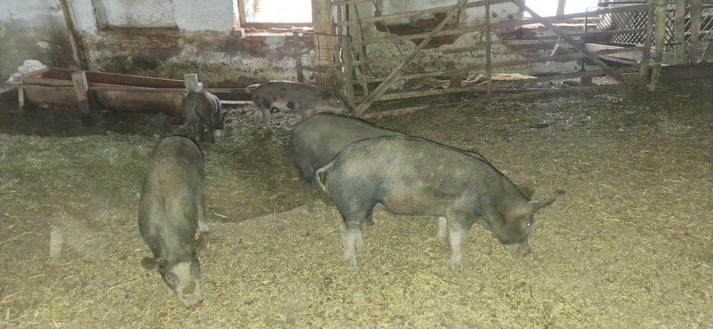 Продавам прасенца мелези