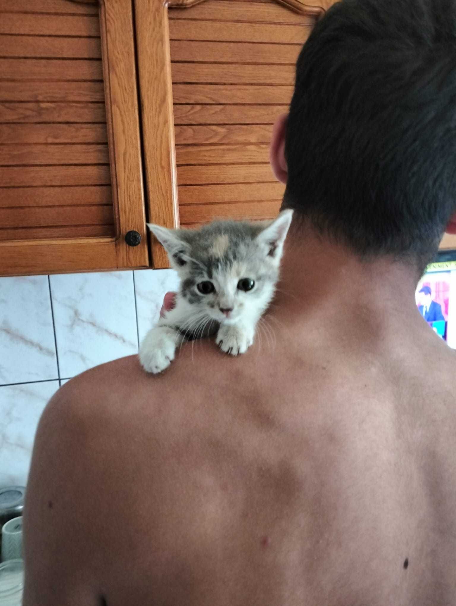 donez pui pisica 3 saptamani bucuresti sect 5