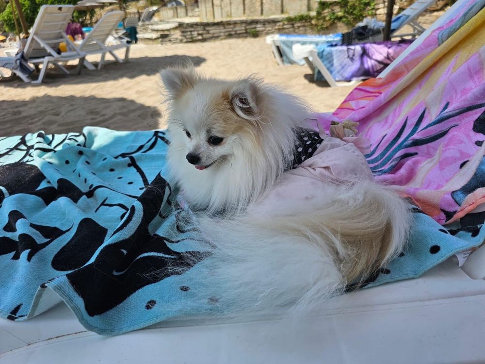 Pomeranian din părinți cu pedigree Tip A