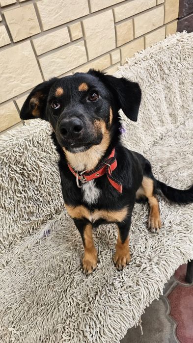 Отдам собаку в хорошие руки