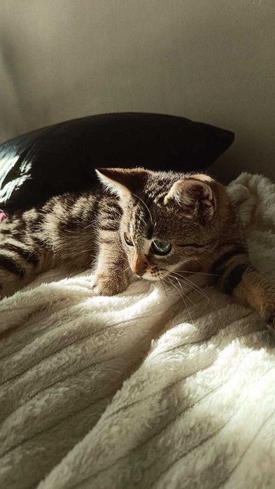 Коте си търси дом