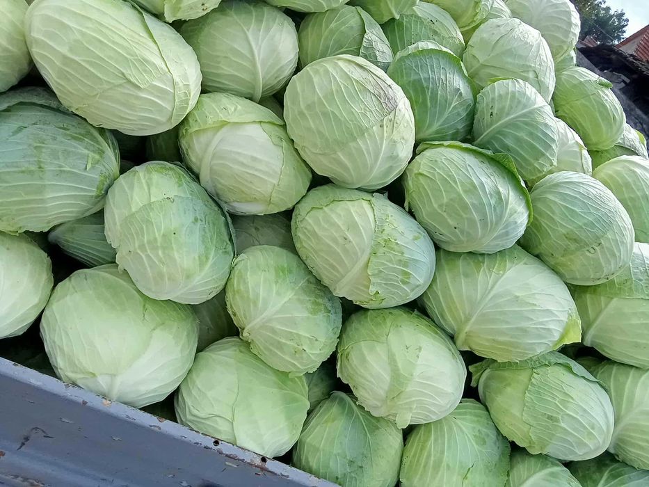 Vând varză Beverly Hils