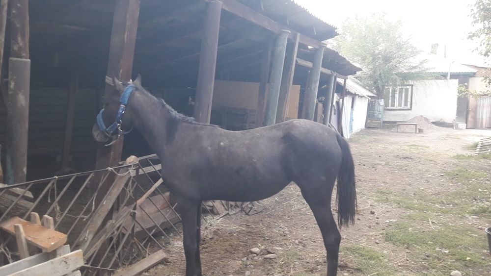 Сатылады бағасы келісімді. 1,5 жаста ұрғашы, мінгі жуас