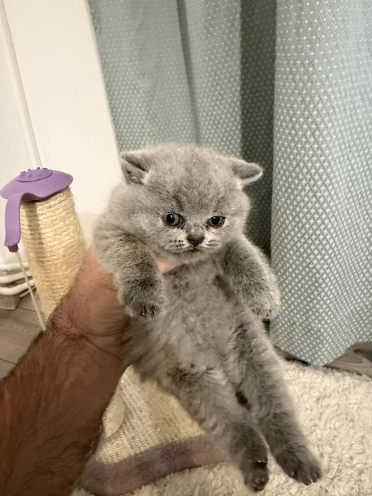 Pisoi british shorthair