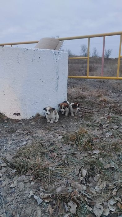 Срочно Ищем дом для щенят