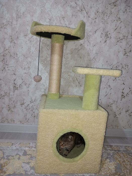 Mushukchalar uchun uycha