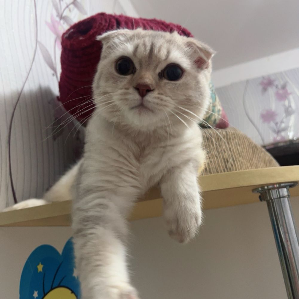 Срочно продоётся котёнок!!!