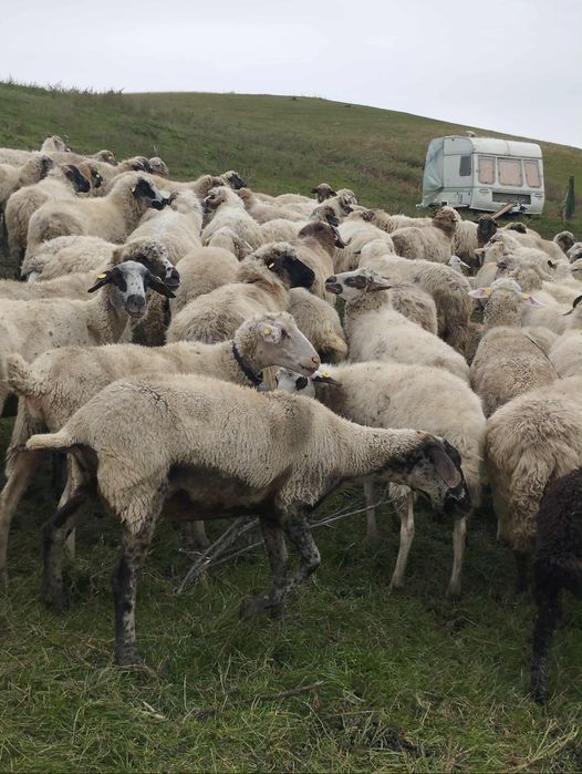 Vând oi metis lacune cu carabaș