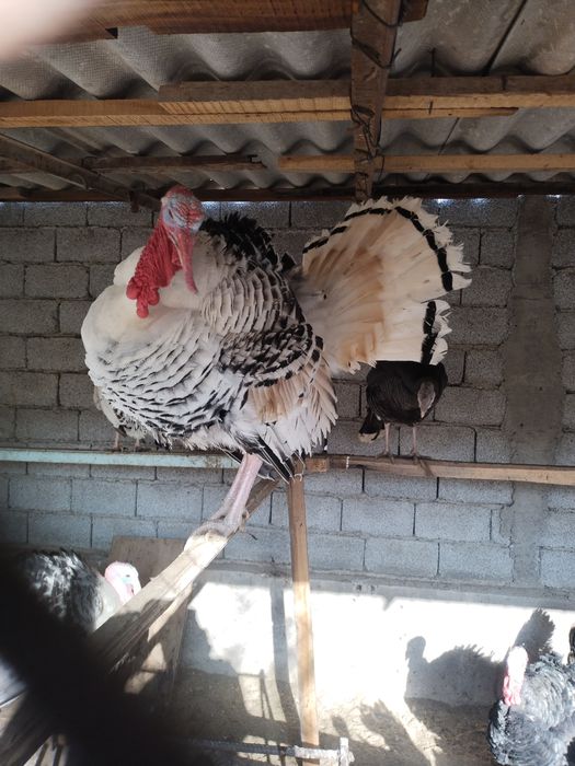 Келишамиз.Курка эркак Куркалар Индюк Индюклар