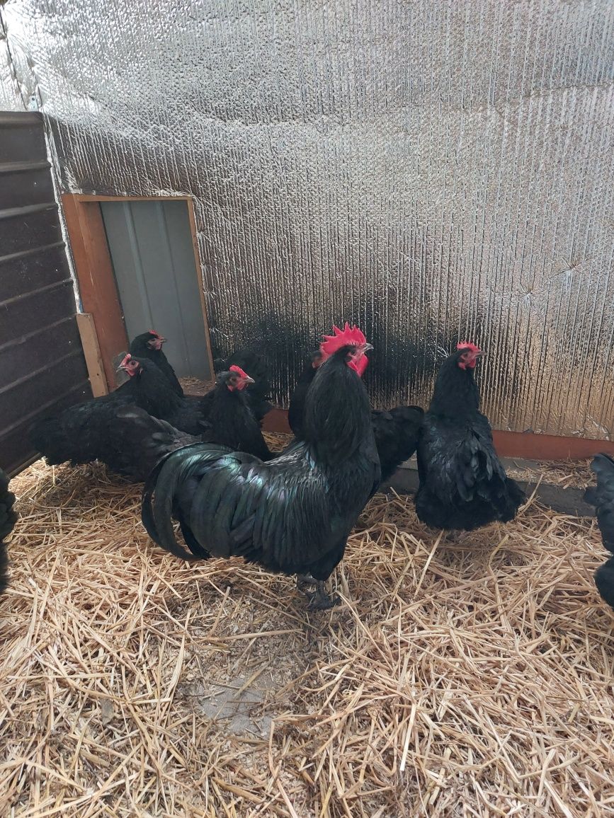 Oua Australorp 5 lei