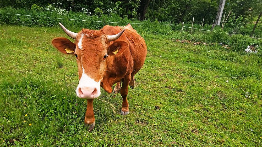 Vaca  de 6 ani ,montata de 2 luni,mai multe detalii la telefon,