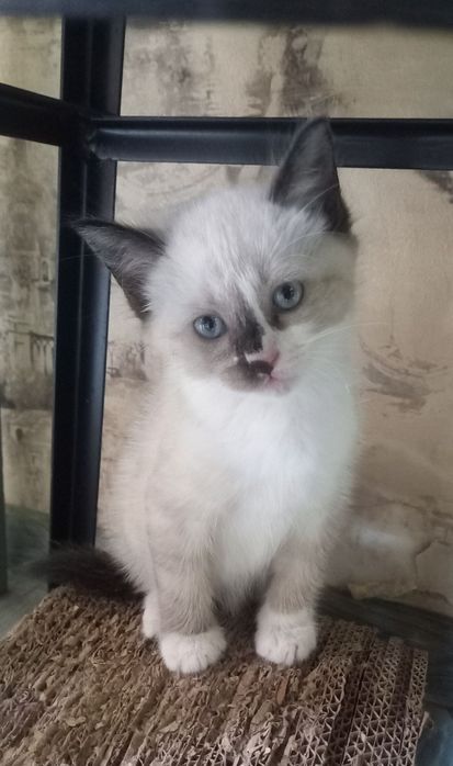 Котёнок в хорошие и добрые руки