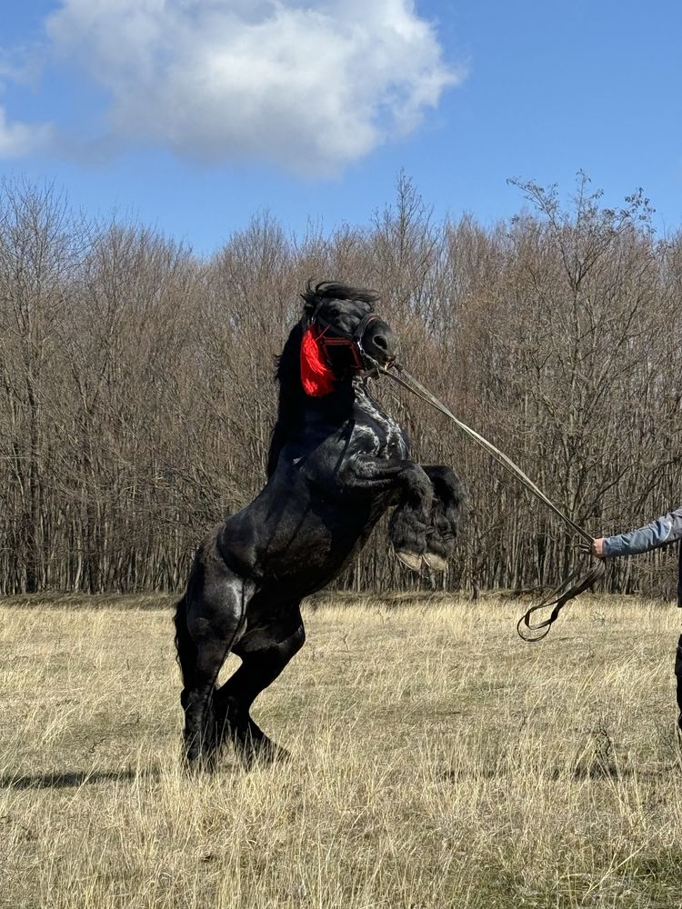 Monta cu armasar negru Ardenez