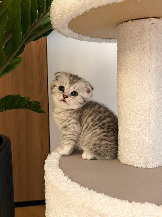 Котята шотландская вислоухая