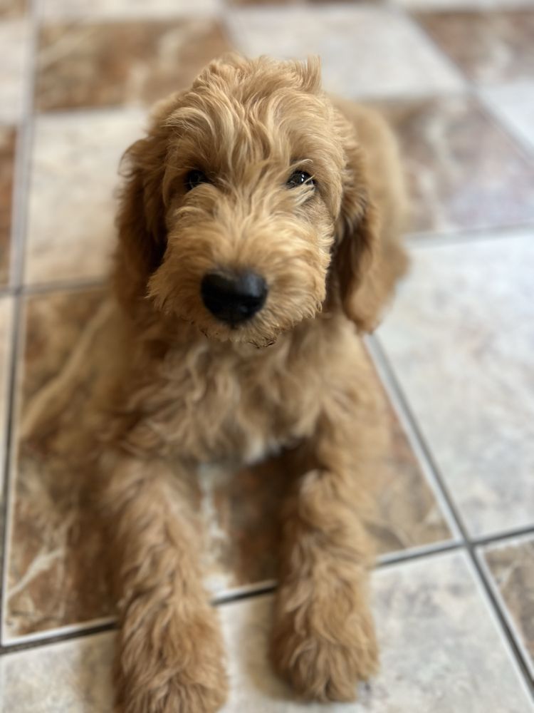 Vand femela Goldendoodle de 3 luni cu pasaport si microcip