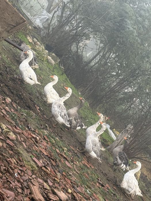 гъски продават се