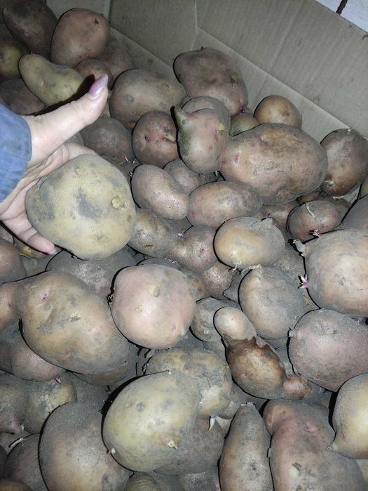 Продам картошку домашнюю крупную