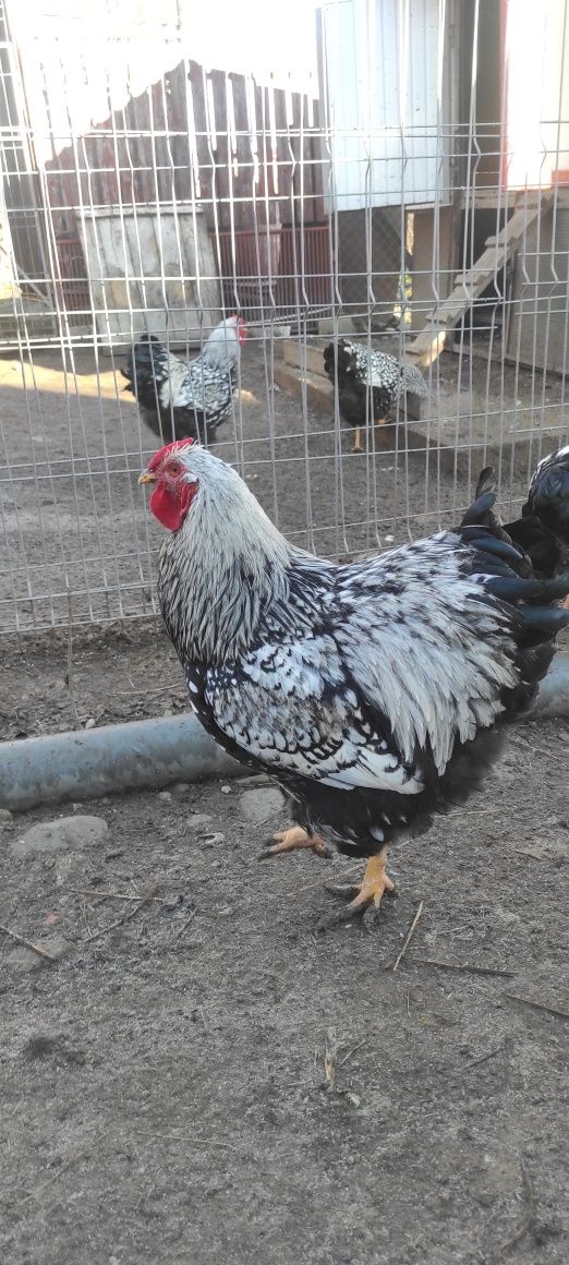 Cocoși Wiandotte