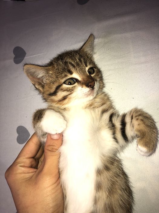 Отдам котенка в хорошие руки