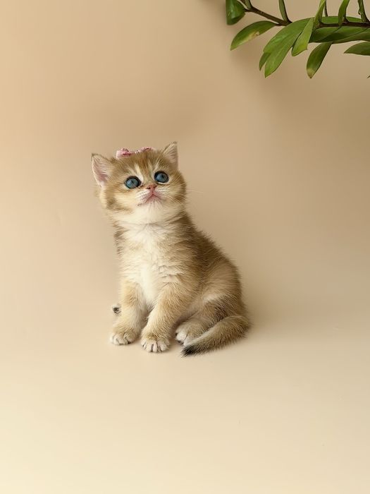 Котята Британской КШ породы окрас Шиншилла