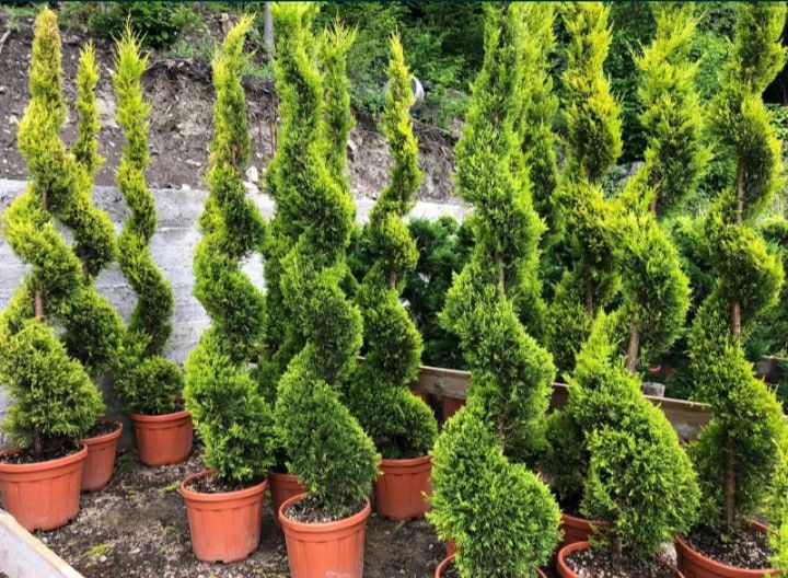 Spirală pon pon verde și argintiu