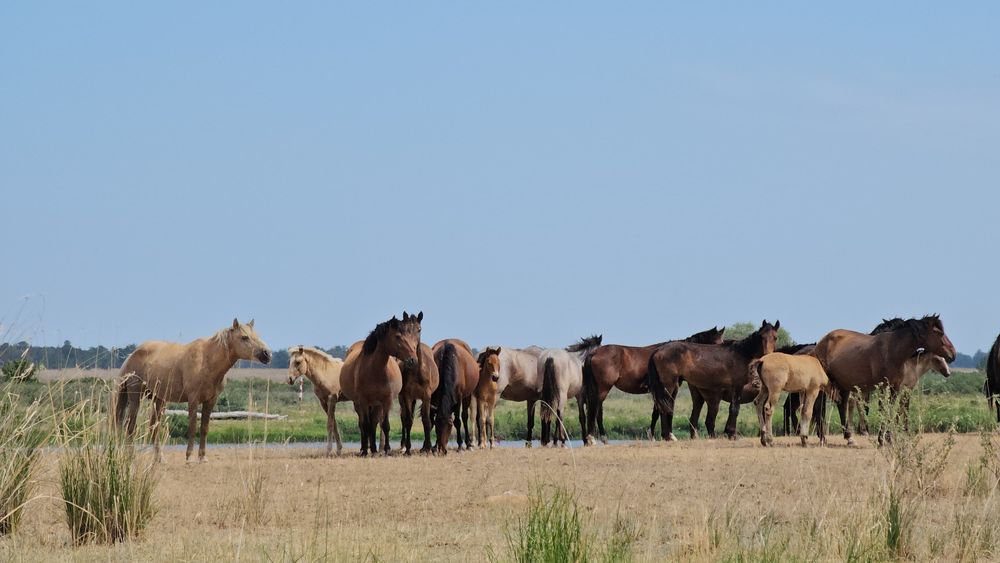 Үйір сатылады немесе жекелей