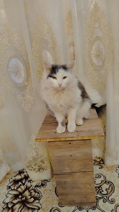 Cat Domestic Longhair