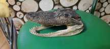 Cap de crocodil impăiat..