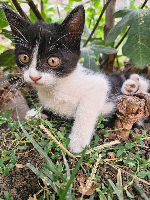 Весёлые котята ищут добрые руки