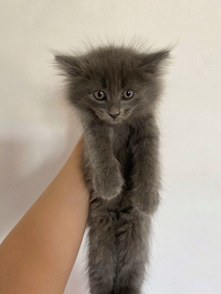 Котята, мысыктар