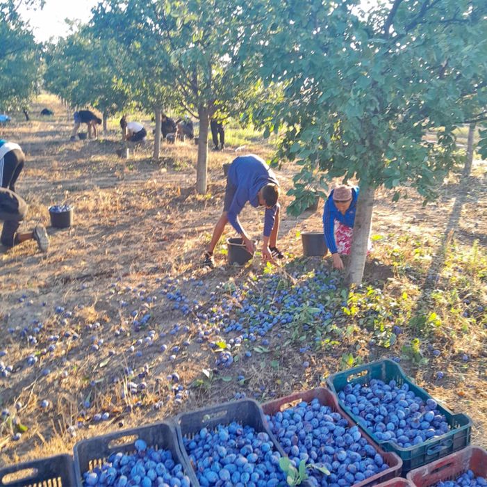 Vand prune pentru rachiu